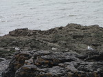 SX05237 Three Herring Gulls (Larus argentatus) lined up on rocks.jpg